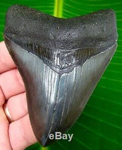 Megalodon Shark Tooth 4 SERRATED REAL FOSSIL JAW NO RESTORATIONS