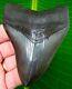Megalodon Shark Tooth 4 Serrated Real Fossil Jaw No Restorations