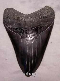 Megalodon Shark Tooth 4 Shark Teeth Extinct Jaw Fossil Good Serrated Megladon