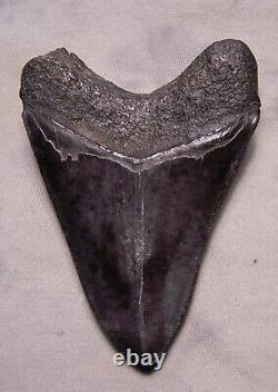 Megalodon Shark Tooth 4 Shark Teeth Extinct Jaw Fossil Good Serrated Megladon