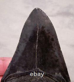 Megalodon Shark Tooth 4 Shark Teeth Extinct Jaw Fossil Good Serrated Megladon