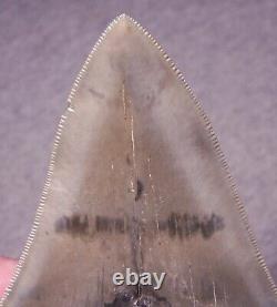 Megalodon Shark Tooth 4 Sharks Teeth Extinct Jaw Fossil Huge No Repair