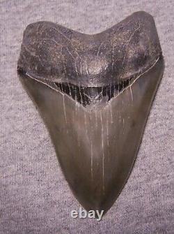 Megalodon Shark Tooth 4 Sharks Teeth Extinct Jaw Fossil Huge No Repair