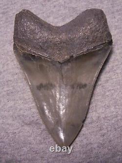 Megalodon Shark Tooth 4 Sharks Teeth Extinct Jaw Fossil Huge No Repair