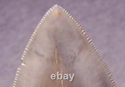 Megalodon Shark Tooth 4 Sharks Teeth Extinct Jaw Fossil Huge No Repair
