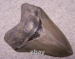 Megalodon Shark Tooth 4 Sharks Teeth Extinct Jaw Fossil Huge No Repair