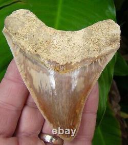 Megalodon Shark Tooth 4 in. CRAZY COLORES RARE REAL FOSSIL