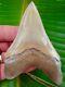 Megalodon Shark Tooth 4 In. Lee Creek Aurora Real Fossil No Resto