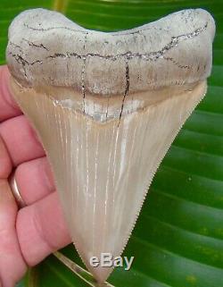 Megalodon Shark Tooth 4 in. LEE CREEK AURORA REAL FOSSIL NO RESTO
