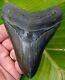 Megalodon Shark Tooth 4 In. Real Fossil Serrated No Restorations