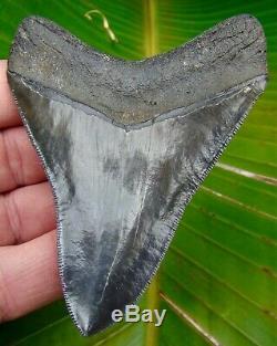 Megalodon Shark Tooth 4 in. REAL FOSSIL SERRATED NO RESTORATIONS