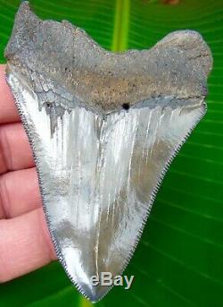 Megalodon Shark Tooth 4 in. REAL FOSSIL SUPER SERRATED NO RESTORATIONS
