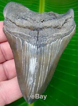 Megalodon Shark Tooth 4 in. REAL FOSSIL SUPER SERRATED NO RESTORATIONS