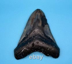 Megalodon Shark Tooth 4''x4 Real Fossil Sharks Teeth BIG