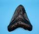 Megalodon Shark Tooth 4''x4 Real Fossil Sharks Teeth Big