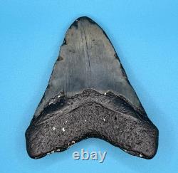 Megalodon Shark Tooth 4''x4 Real Fossil Sharks Teeth BIG