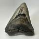 Megalodon Shark Tooth 5.01 Inch Big Wide Fossil Authentic Teeth 20243
