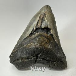 Megalodon Shark Tooth 5.01 Inch Big Wide Fossil Authentic Teeth 20243