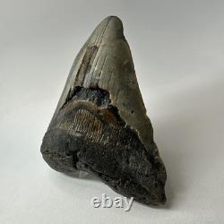 Megalodon Shark Tooth 5.01 Inch Big Wide Fossil Authentic Teeth 20243
