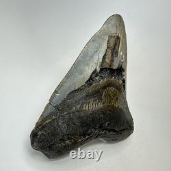 Megalodon Shark Tooth 5.01 Inch Big Wide Fossil Authentic Teeth 20243