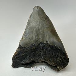 Megalodon Shark Tooth 5.01 Inch Big Wide Fossil Authentic Teeth 20243