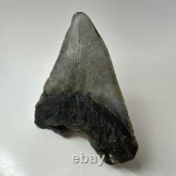 Megalodon Shark Tooth 5.01 Inch Big Wide Fossil Authentic Teeth 20243