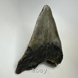 Megalodon Shark Tooth 5.01 Inch Big Wide Fossil Authentic Teeth 20243