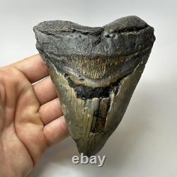 Megalodon Shark Tooth 5.01 Inch Big Wide Fossil Authentic Teeth 20243
