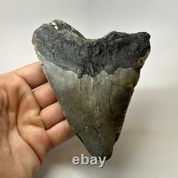 Megalodon Shark Tooth 5.01 Inch Big Wide Fossil Authentic Teeth 20243