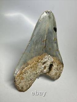 Megalodon Shark Tooth 5.02 Colorful Authentic Fossil Unique 16392