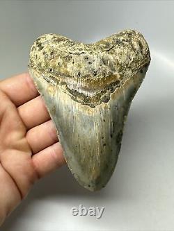 Megalodon Shark Tooth 5.02 Colorful Authentic Fossil Unique 16392