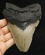 Megalodon Shark Tooth 5.03 Extinct Fossil Authentic Not Restored (cg12-6)