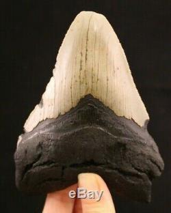Megalodon Shark Tooth 5.03 Extinct Fossil Authentic NOT RESTORED (CG12-6)