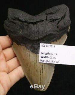 Megalodon Shark Tooth 5.03 Extinct Fossil Authentic NOT RESTORED (CG12-6)