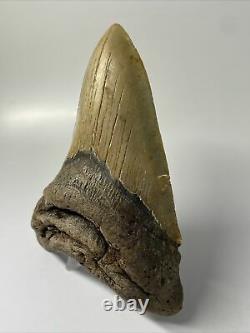 Megalodon Shark Tooth 5.03 Unique Shape Natural Authentic Fossil 10510