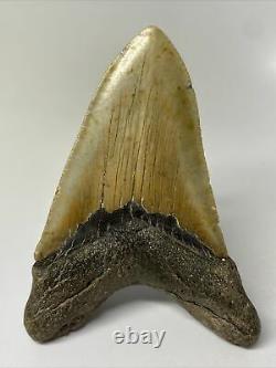 Megalodon Shark Tooth 5.03 Unique Shape Natural Authentic Fossil 10510