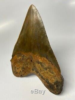 Megalodon Shark Tooth 5.04 Amazing Colorful Fossil No Restoration 5556