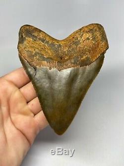 Megalodon Shark Tooth 5.04 Amazing Colorful Fossil No Restoration 5556