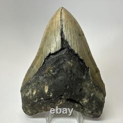 Megalodon Shark Tooth 5.05 Inch Huge Beautiful Fossil Authentic 19495