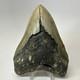 Megalodon Shark Tooth 5.05 Inch Huge Beautiful Fossil Authentic 19495