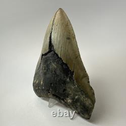 Megalodon Shark Tooth 5.05 Inch Huge Beautiful Fossil Authentic 19495