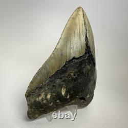 Megalodon Shark Tooth 5.05 Inch Huge Beautiful Fossil Authentic 19495