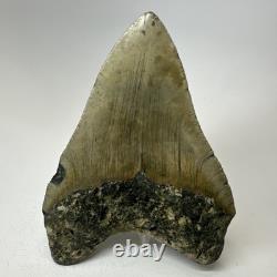 Megalodon Shark Tooth 5.05 Inch Huge Beautiful Fossil Authentic 19495