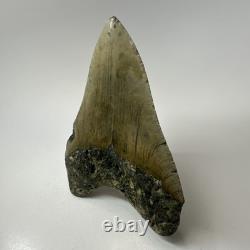 Megalodon Shark Tooth 5.05 Inch Huge Beautiful Fossil Authentic 19495