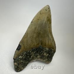 Megalodon Shark Tooth 5.05 Inch Huge Beautiful Fossil Authentic 19495