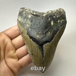 Megalodon Shark Tooth 5.05 Inch Huge Beautiful Fossil Authentic 19495