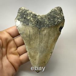Megalodon Shark Tooth 5.05 Inch Huge Beautiful Fossil Authentic 19495