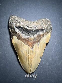 Megalodon Shark Tooth 5.05 Inches Shark Teeth No Restorations #0128