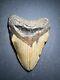 Megalodon Shark Tooth 5.05 Inches Shark Teeth No Restorations #0128