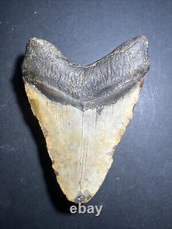Megalodon Shark Tooth 5.05 Inches Shark Teeth No Restorations #0128